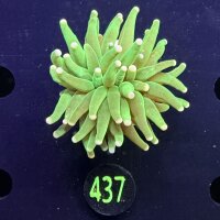 Euphyllia glabrescens - Fackelkoralle Torch "She Hulk" 0437