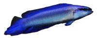 Pseudochromis indigo - Indigo Zwergbarsch Hybrid Nachzucht