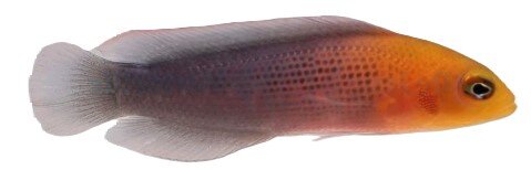 Pseudochromis dilectusi - Dilectus Zwergbarsch Nachzucht