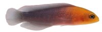 Pseudochromis dilectusi - Dilectus Zwergbarsch Nachzucht