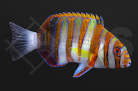 Choerodon fasciatus - Harlekin-Lippfisch Nachzucht