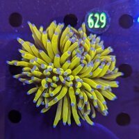 Euphyllia cristata WYSIWYG 0629