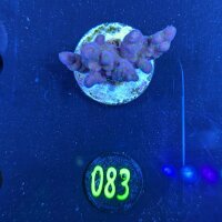 Acropora secale - Steinkoralle tricolor Deutsche...
