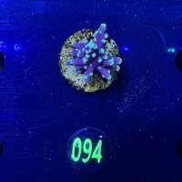 Acropora carduus - Steinkoralle Deutsche Nachzucht 0094