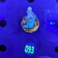 Acropora sp. - mint/grün Deutsche Nachzucht 0093