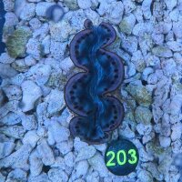 Tridacna maxima Muschel blau/lila 4-5cm 0203