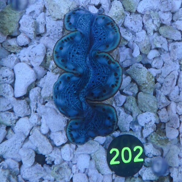 Tridacna maxima Muschel türkis/blau 4-5cm 0202