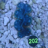 Tridacna maxima Muschel türkis/blau 4-5cm 0202