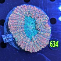 Lobophyllia sp. WYSIWYG 0634