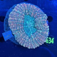 Lobophyllia sp. WYSIWYG 0634