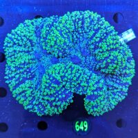 Lobophyllia sp. WYSIWYG 0649