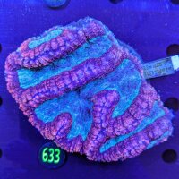Lobophyllia sp. WYSIWYG 0633