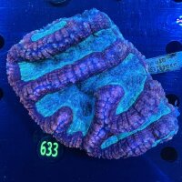 Lobophyllia sp. WYSIWYG 0633
