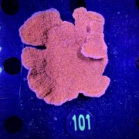 Montipora Sp.- Kleinpolypige Steinkoralle  Deutsche...