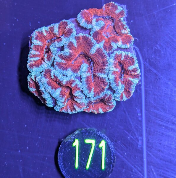 Acanthastrea lordhowensis -Ausi- 0171