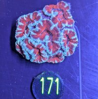 Acanthastrea lordhowensis -Ausi- 0171