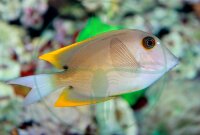 Ctenochaetus tominiensis - Tominis Borstenzahn Doktorfisch