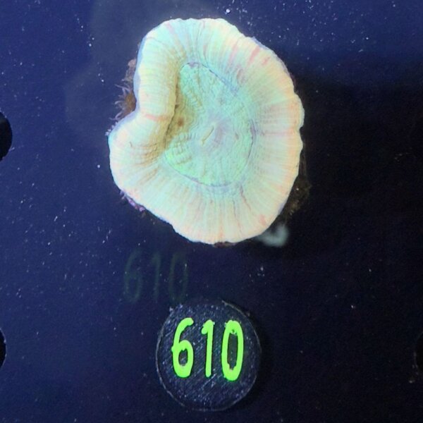Trachyphyllia geoffroyi -Ausi- WYSIWYG 0610