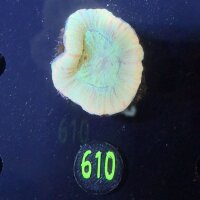 Trachyphyllia geoffroyi -Ausi- WYSIWYG 0610