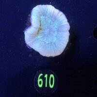 Trachyphyllia geoffroyi -Ausi- WYSIWYG 0610