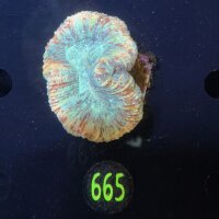 Trachyphyllia geoffroyi -Ausi- WYSIWYG 0665