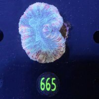 Trachyphyllia geoffroyi -Ausi- WYSIWYG 0665