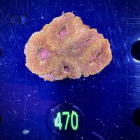 Acanthastrea lordhowensis -Ausi- WYSIWYG 0470