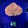 Acanthastrea lordhowensis -Ausi- WYSIWYG 0470