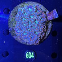 Acanthastrea lordhowensis WYSIWYG 0604