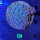 Acanthastrea lordhowensis WYSIWYG 0604