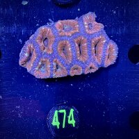 Acanthastrea lordhowensis -Ausi- WYSIWYG 0474