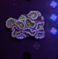 Acanthastrea lordhowensis -Ausi- WYSIWYG 0477