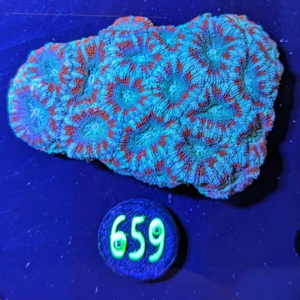 Acanthastrea lordhowensis WYSIWYG 0659