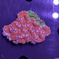 Acanthastrea lordhowensis -Ausi- WYSIWYG 0481