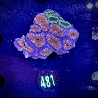 Acanthastrea lordhowensis -Ausi- WYSIWYG 0481
