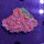 Acanthastrea lordhowensis -Ausi- WYSIWYG 0481