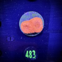 Acanthastrea bowerbanki -Ausi- WYSIWYG 0483