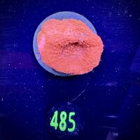 Acanthastrea bowerbanki -Ausi- WYSIWYG 0485
