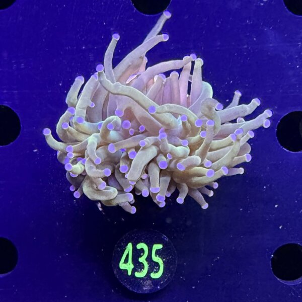 Euphyllia glabrescens - Fackelkoralle Torch 2 Köpfe 0435