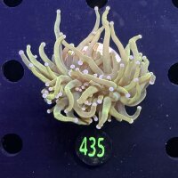 Euphyllia glabrescens - Fackelkoralle Torch 2 Köpfe 0435