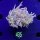 Euphyllia glabrescens - Fackelkoralle Torch 2 Köpfe 0435