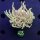 Euphyllia glabrescens - Fackelkoralle Torch 2 Köpfe 0435