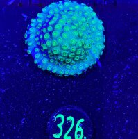 Cyphastrea sp. aussi 0326