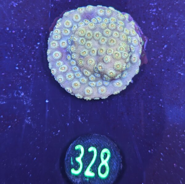 Cyphastrea sp. aussi 0328