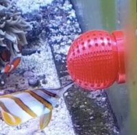 Futterkugel Fütterungshilfe für Pinzettfische...