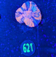 Scolymia australis WYSIWYG 0621