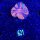 Scolymia australis WYSIWYG 0621