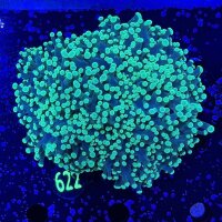 Euphyllia divisa aussi WYSIWYG 0622