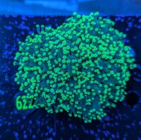 Euphyllia divisa aussi WYSIWYG 0622