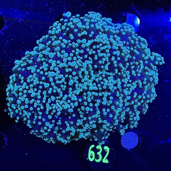 Euphyllia divisa aussi WYSIWYG 0632